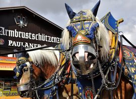 Geschmückte Pferde beim Einzug der Wiesnwirte vor dem Armbrustschützenzelt auf dem Oktoberfest.